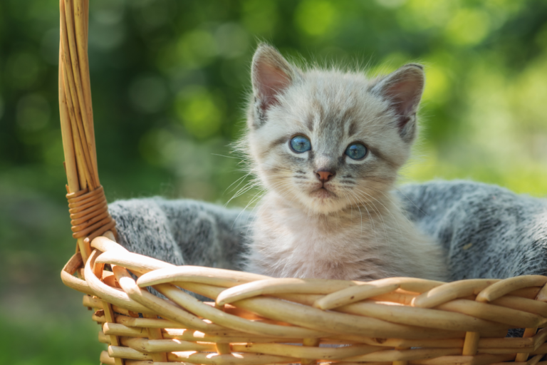 Kattungen kommer in i huset