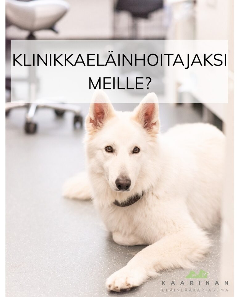 Klinikkaeläinhoitajaksi meille?