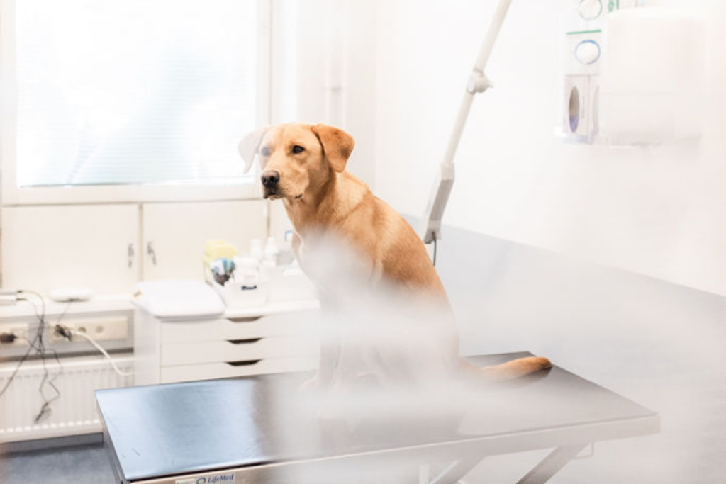 Kaarinan eläinlääkäriasema neurologinen tutkimus