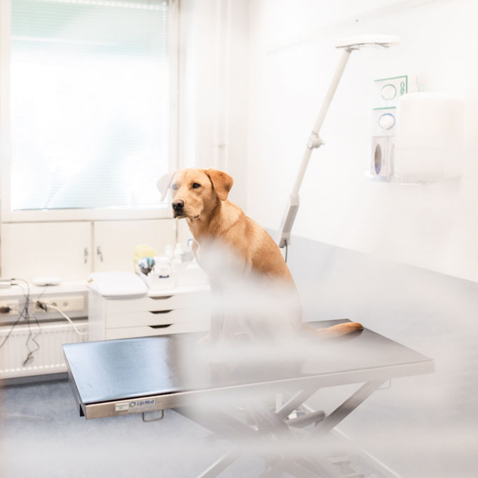 Lemmikin neurologinen tutkimus Kaarinan eläinlääkäriasema